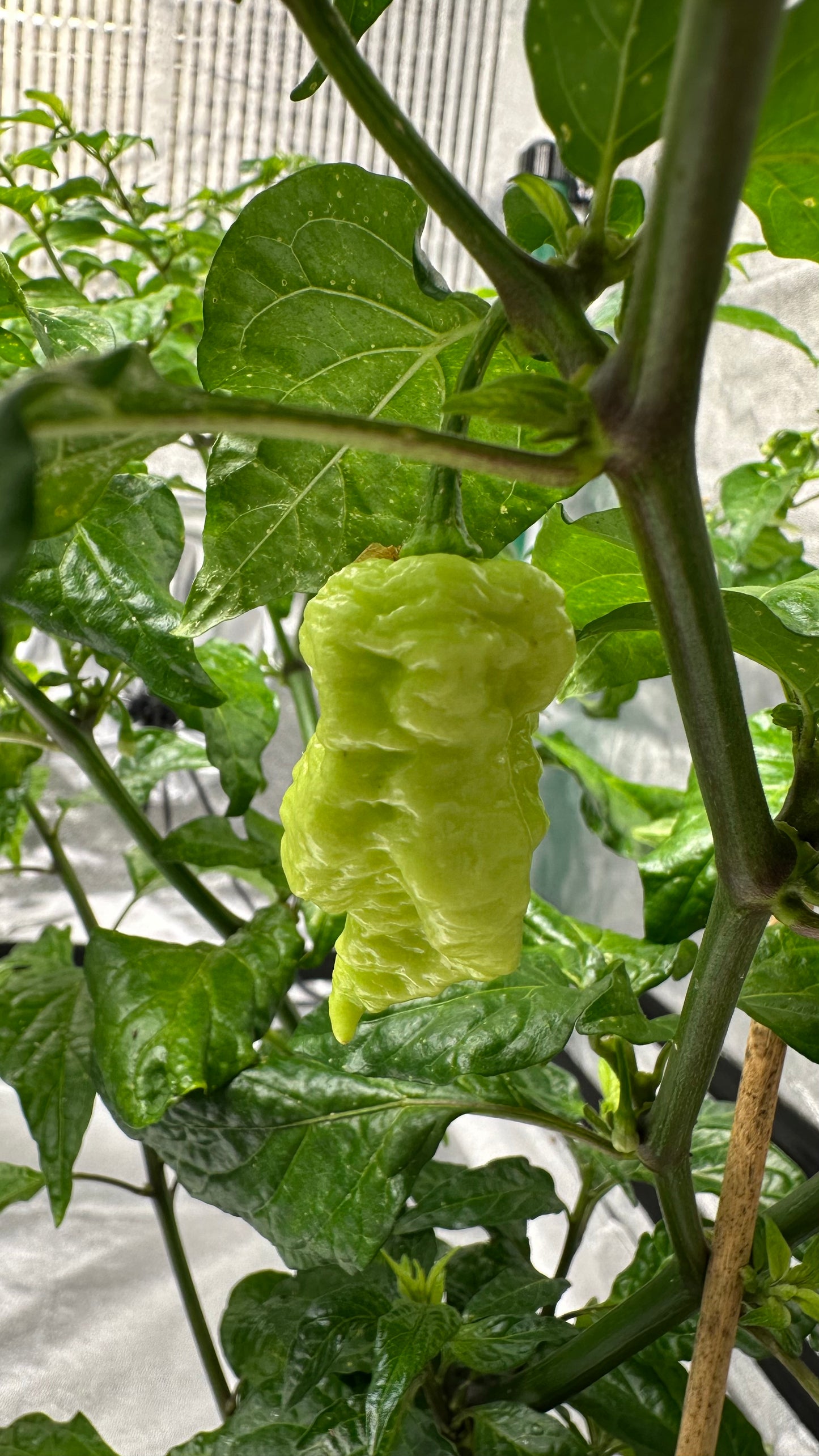 California Reaper *isoliert* 2025