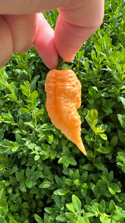 California Reaper *isoliert* 2025