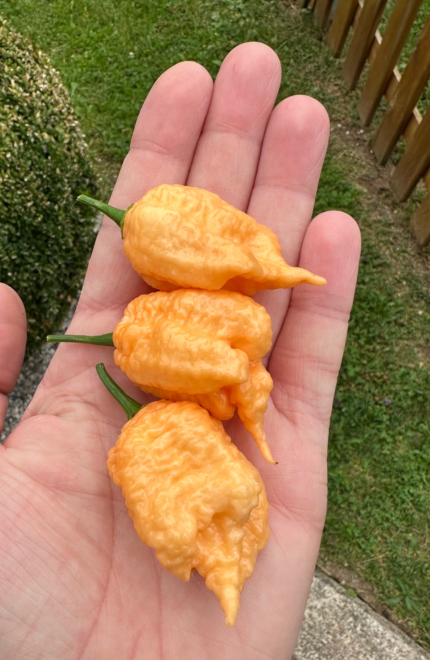 California Reaper *isoliert* 2025