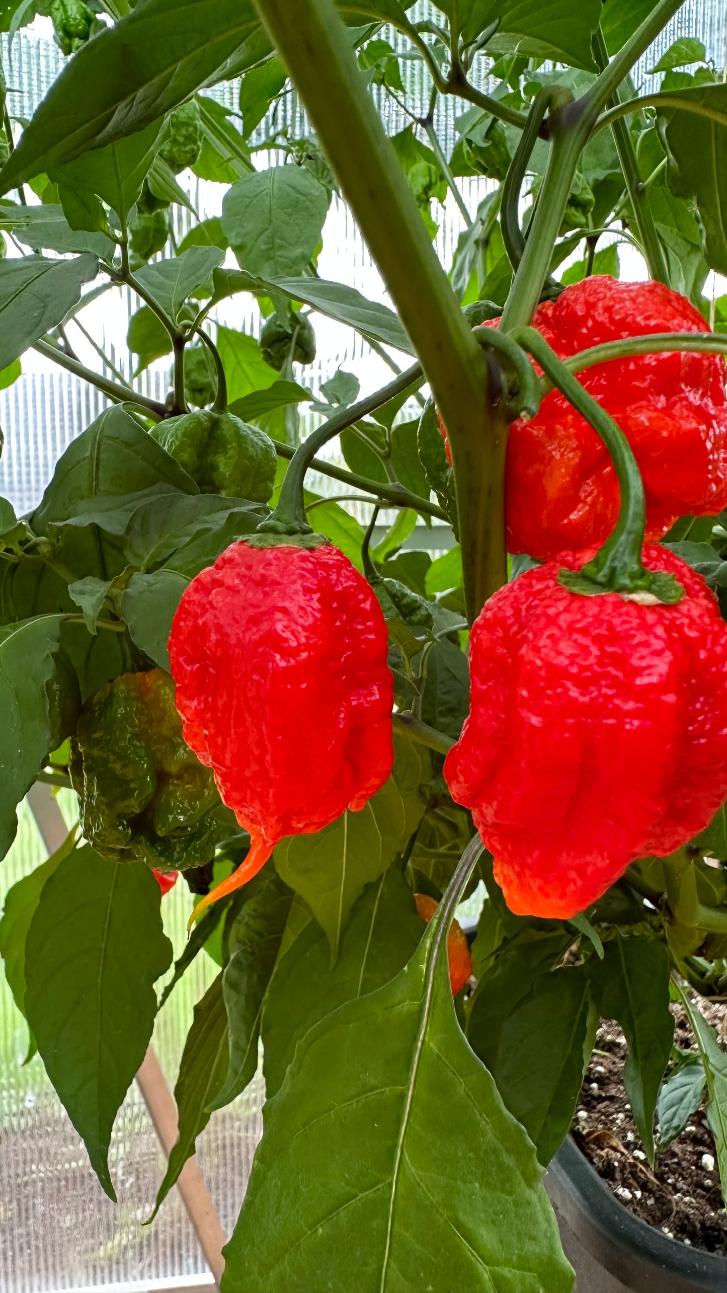 Carolina Reaper