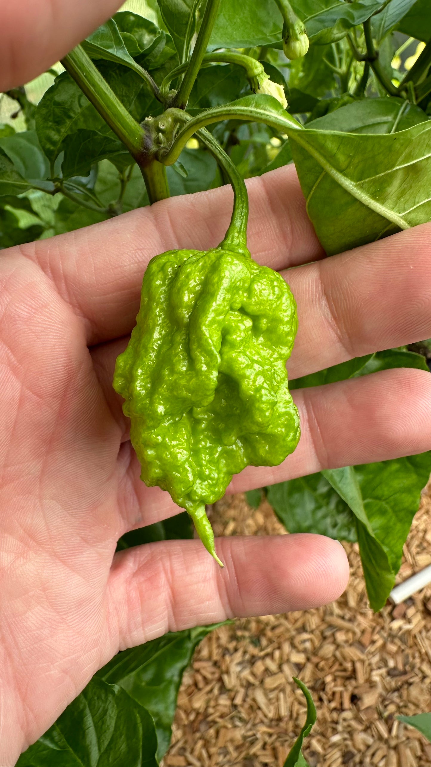 Carolina Reaper Chocolate