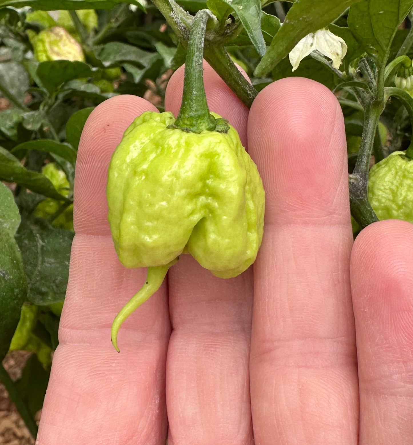 Carolina Reaper Golden 2025