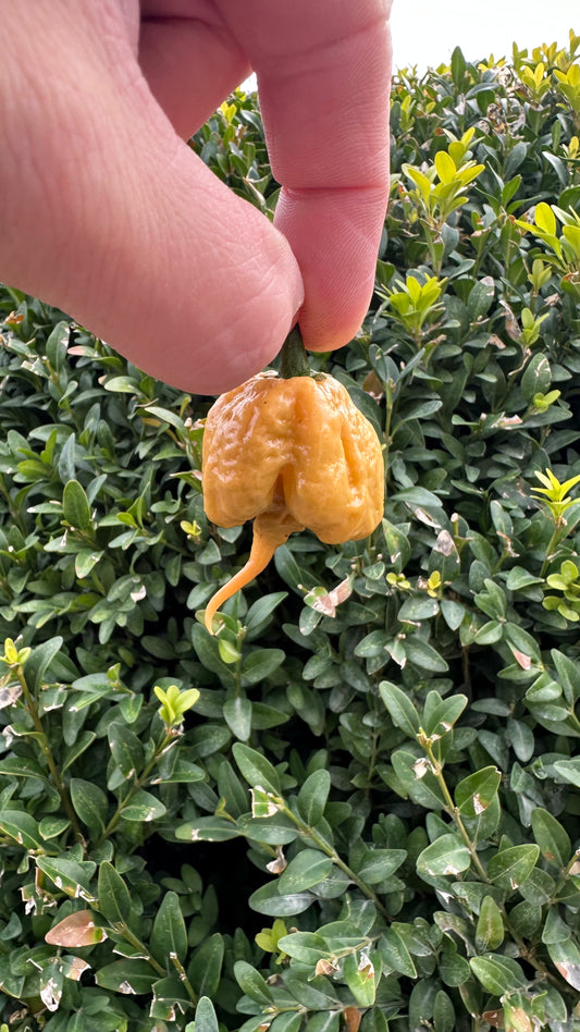 Carolina Reaper Golden 2025