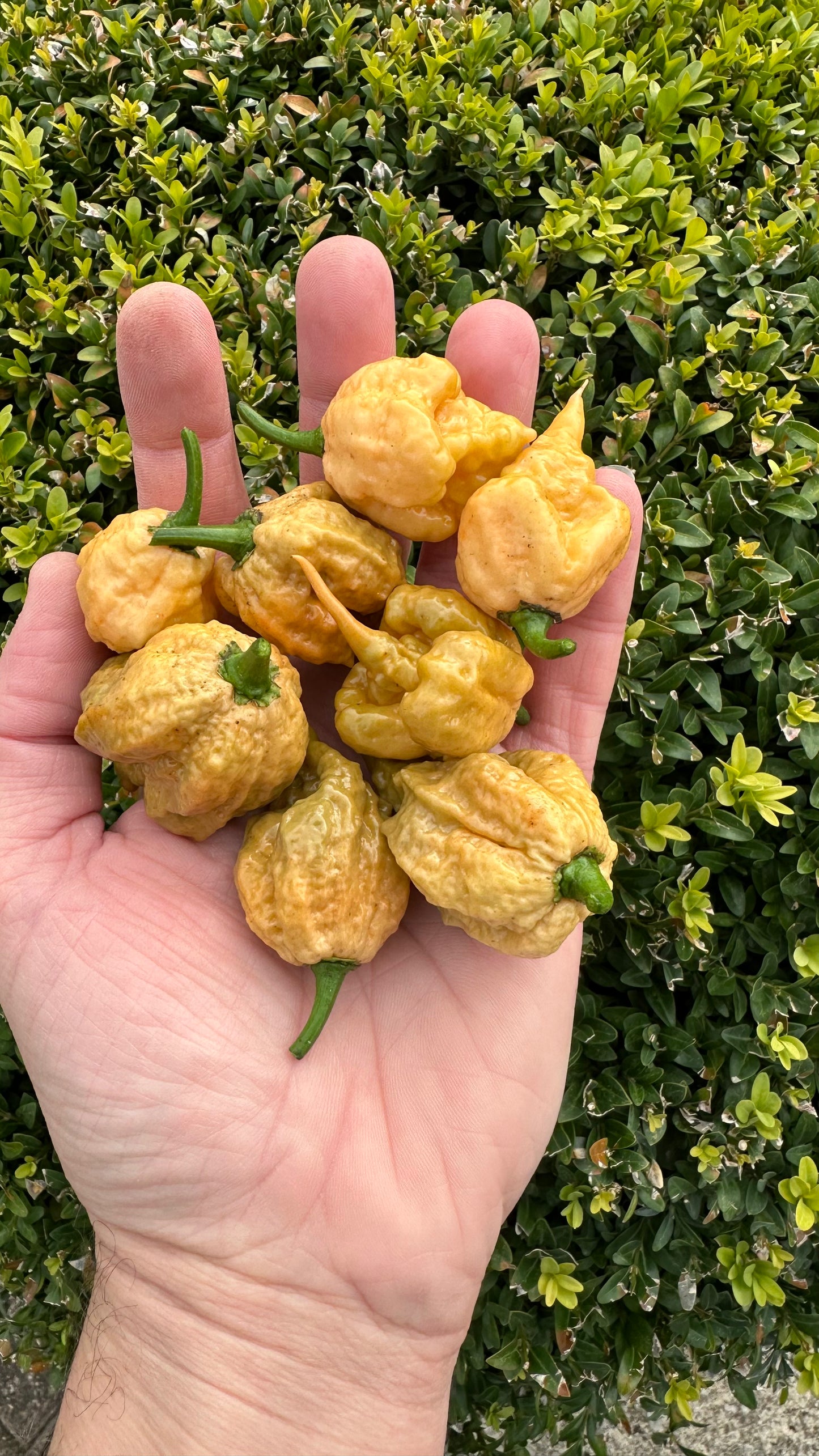 Carolina Reaper Golden 2025