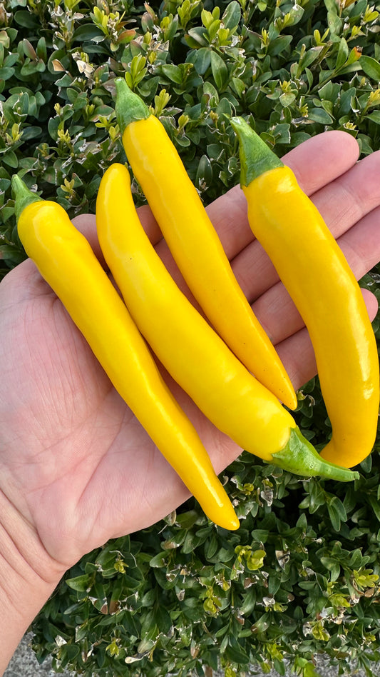 Cayenne Golden 2025