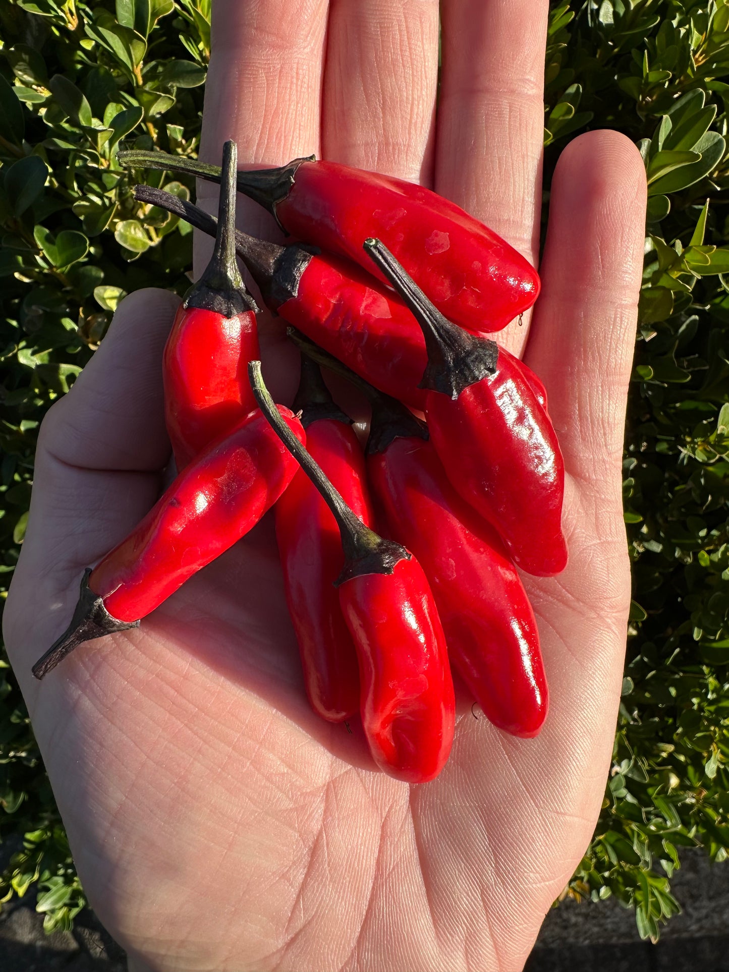 Cayenne Purple