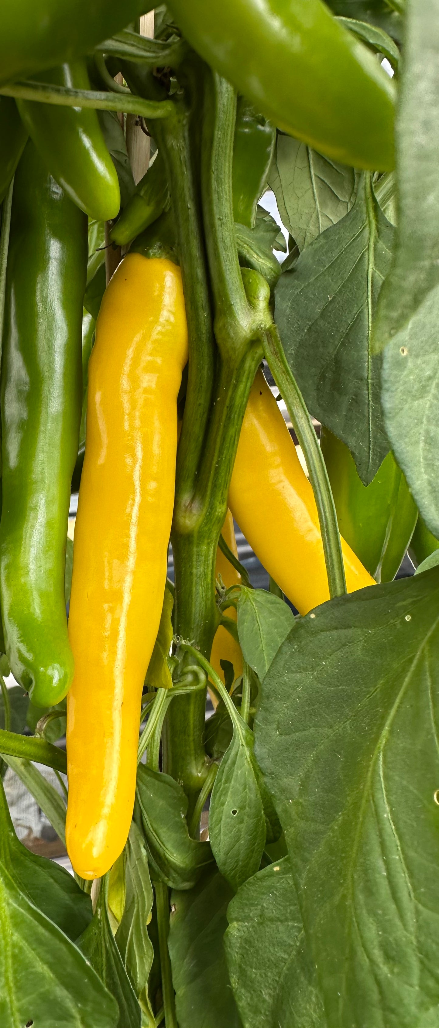 Cayenne Golden 2025