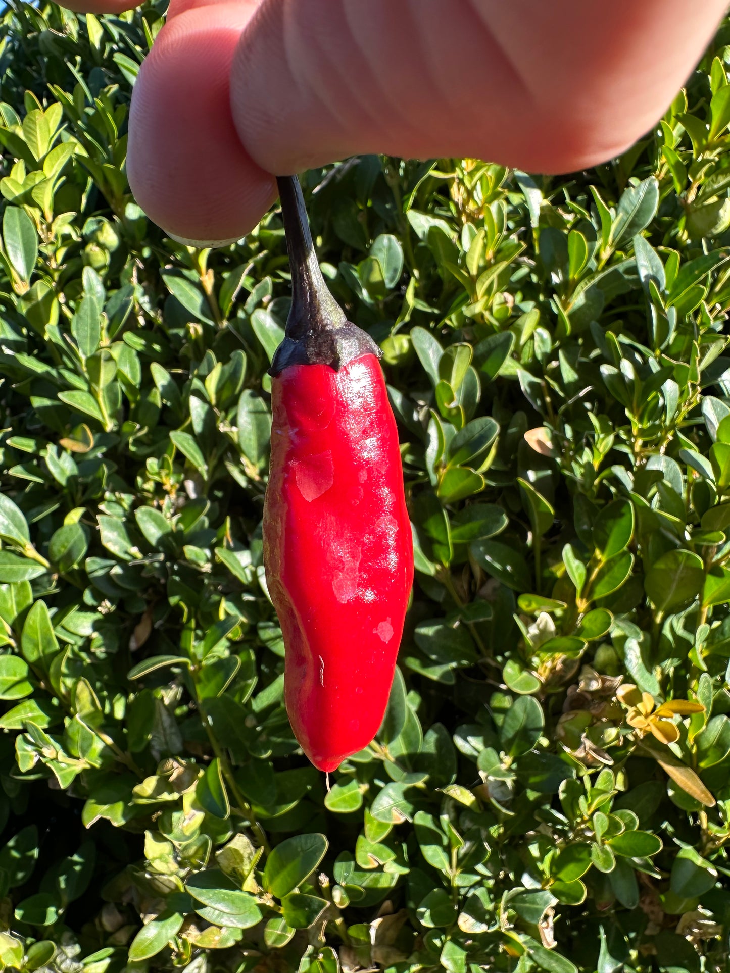 Cayenne Purple