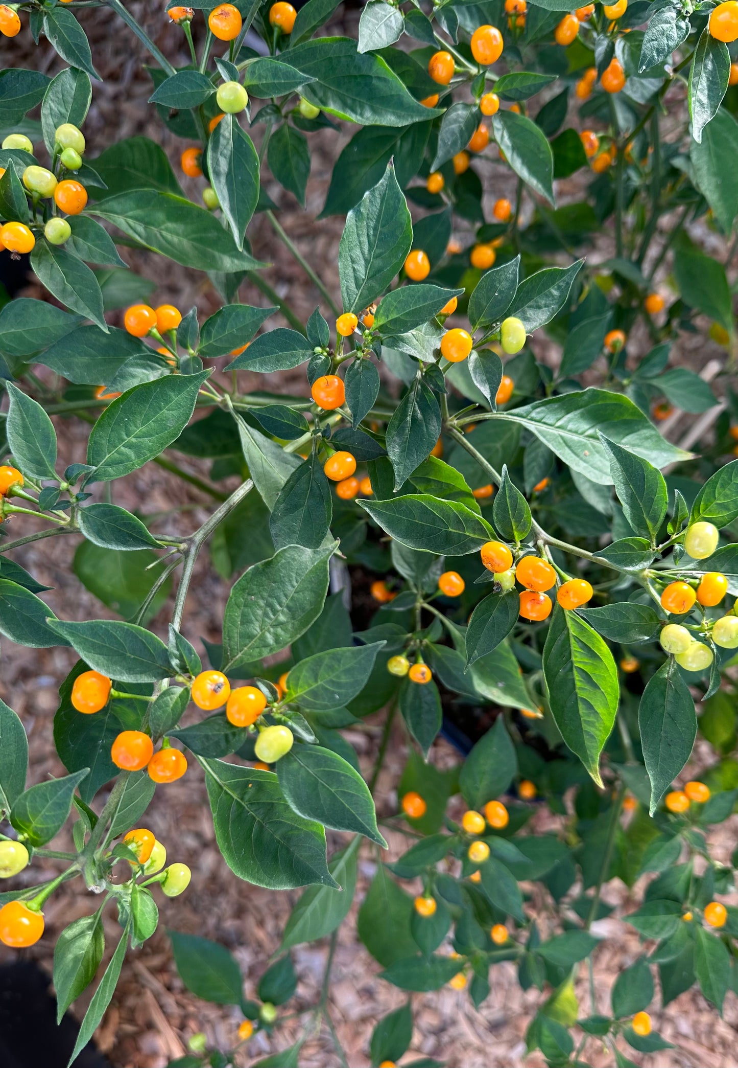 Aji Charapita
