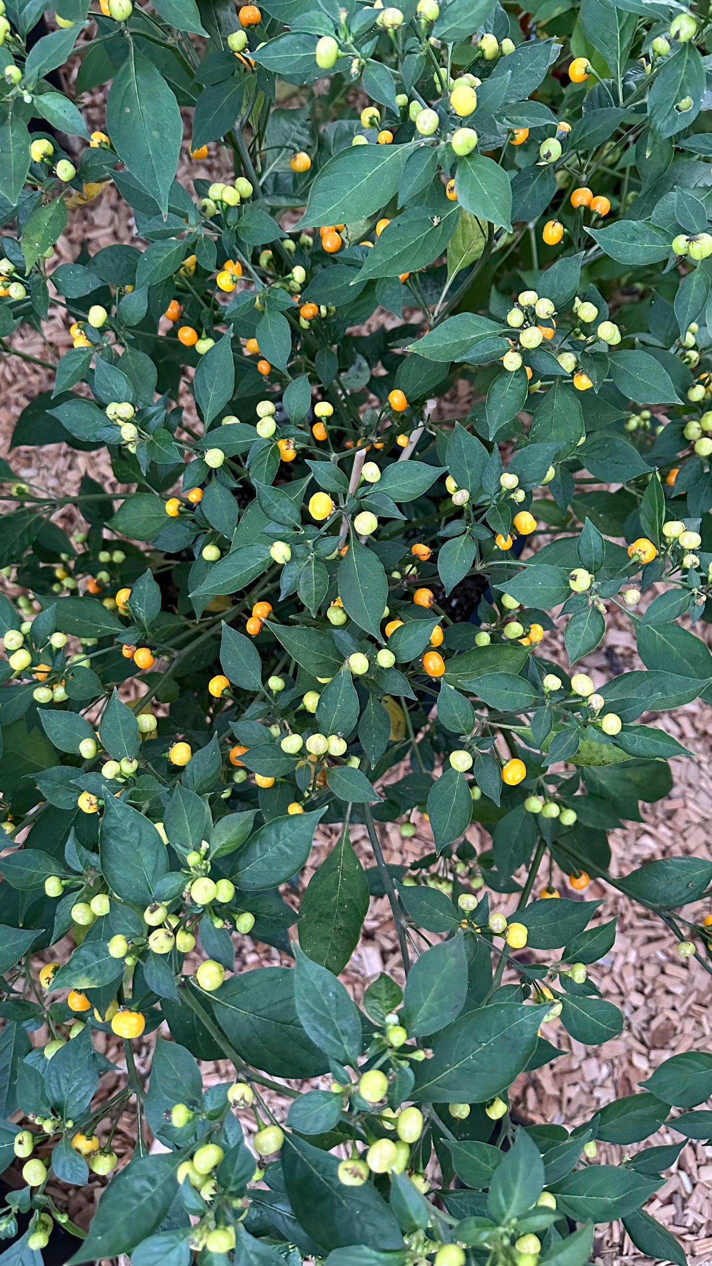 Aji Charapita