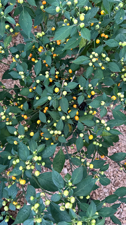 Aji Charapita
