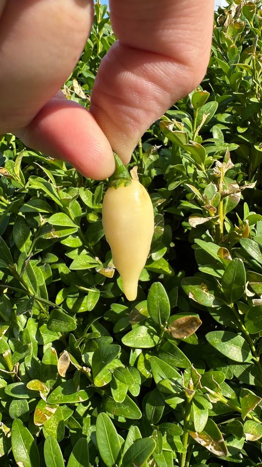 Chupetinho White 2025