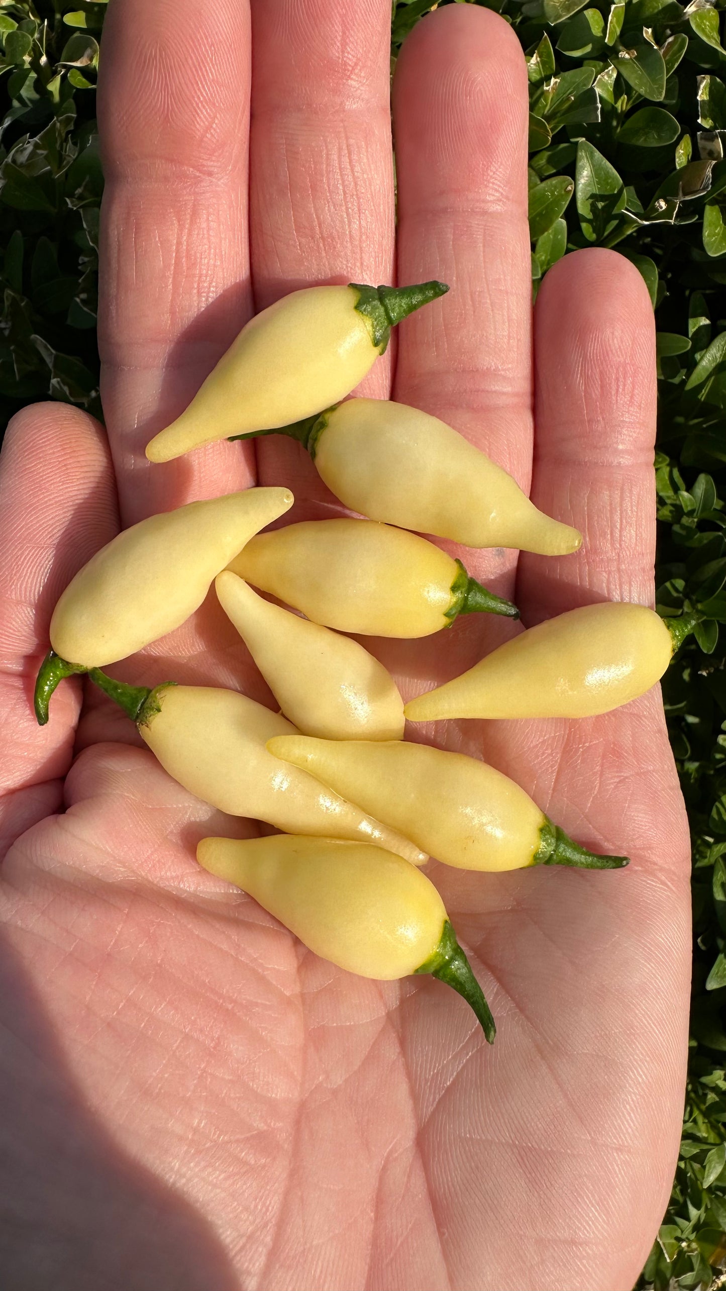 Chupetinho White 2025