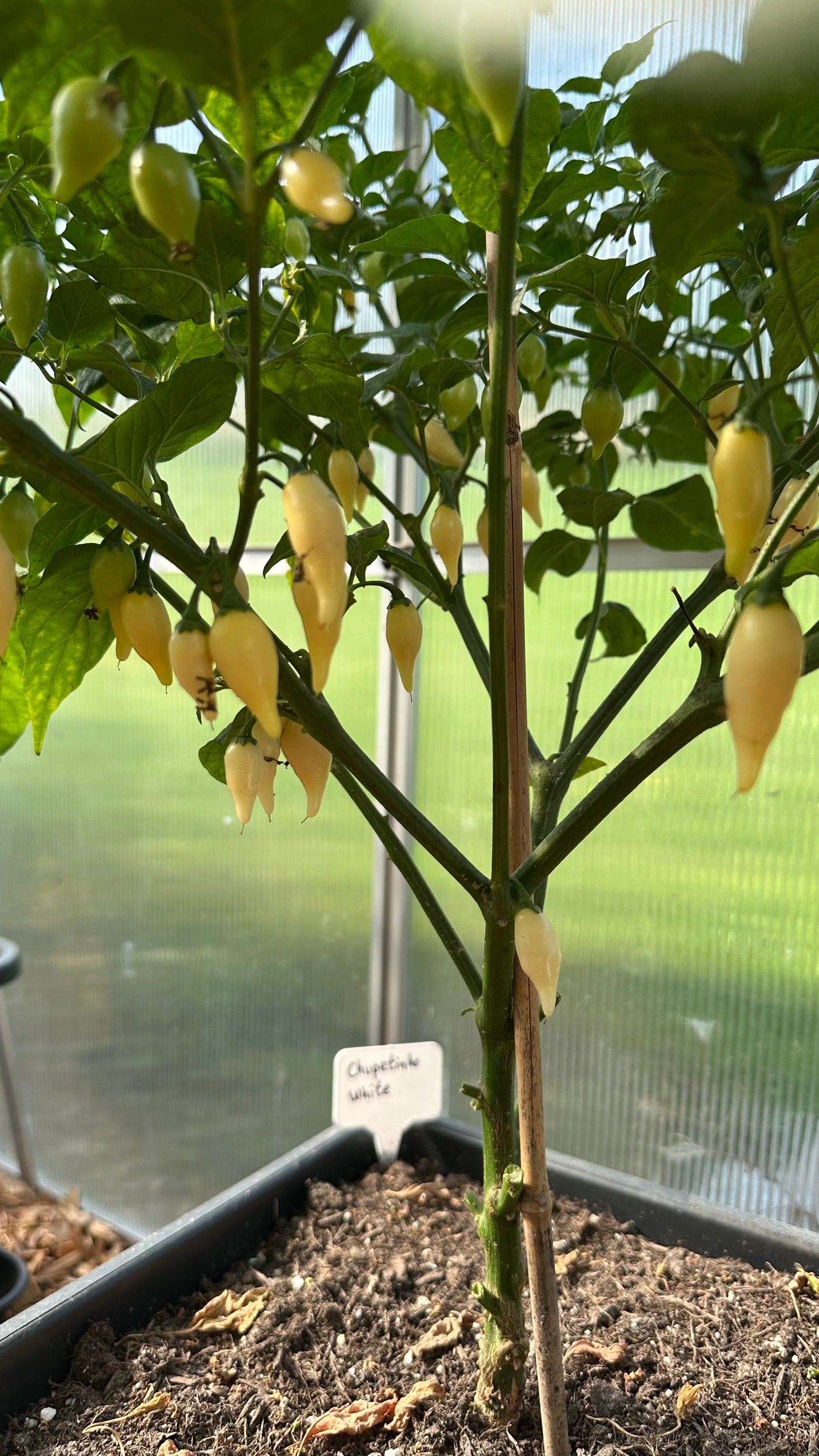 Chupetinho White 2025