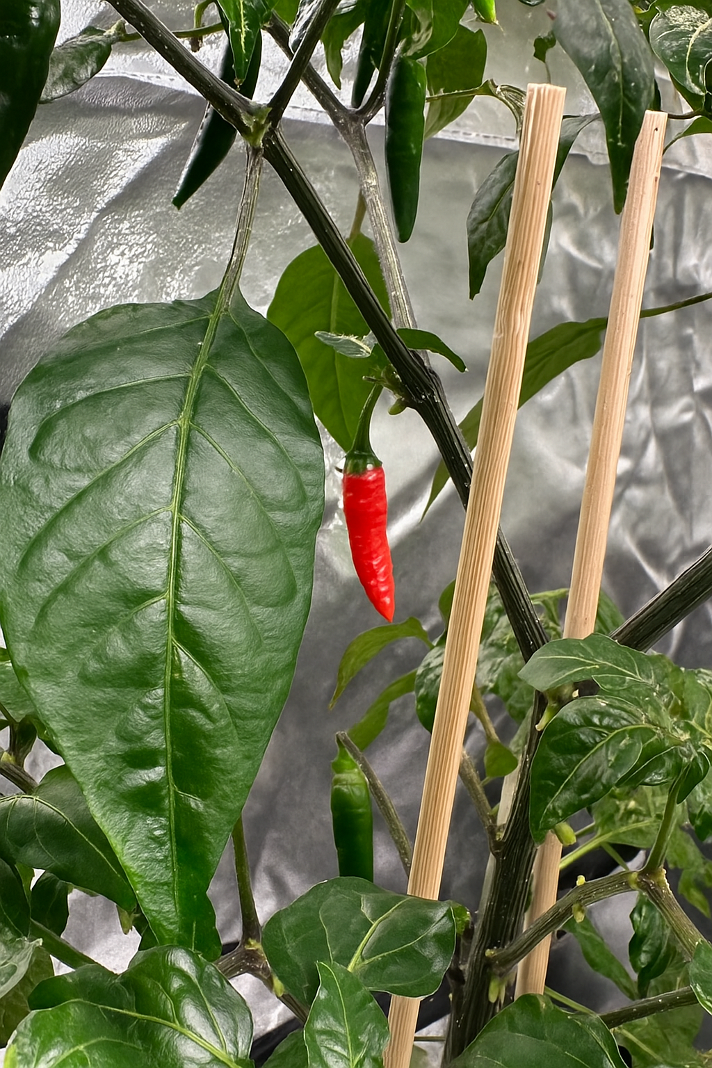 Don Scovillo F1 *isoliert* 2025