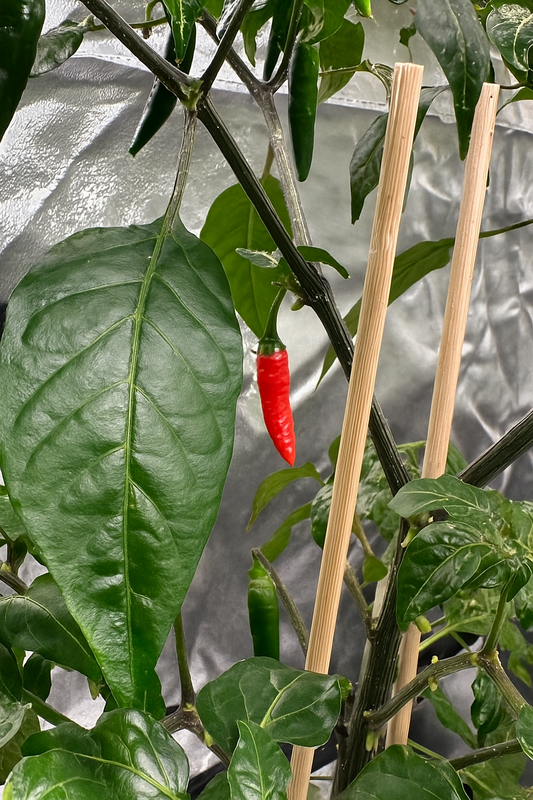 Don Scovillo F1 *isoliert* 2025