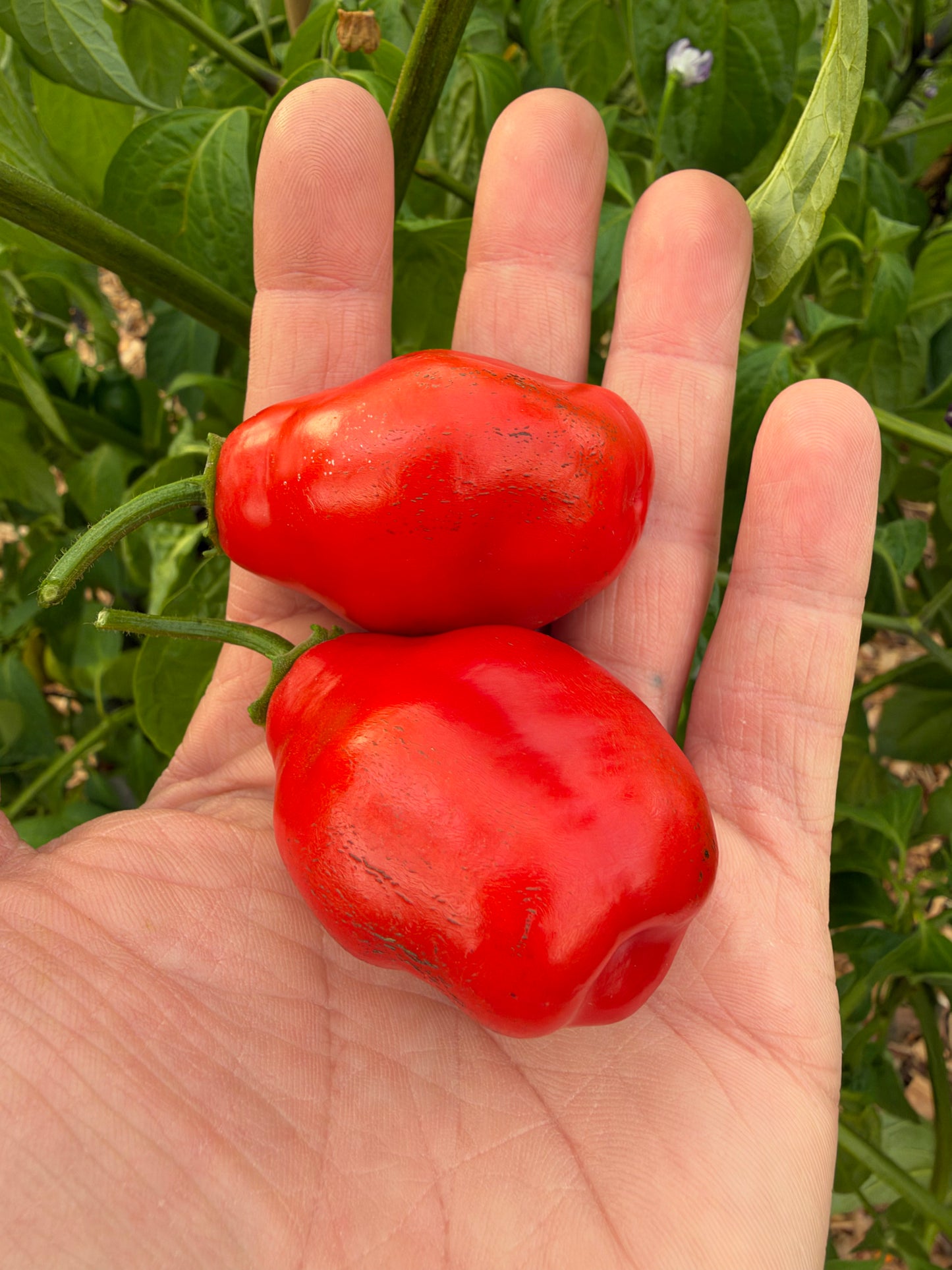 Ecuadorian Red Pepper For Hell