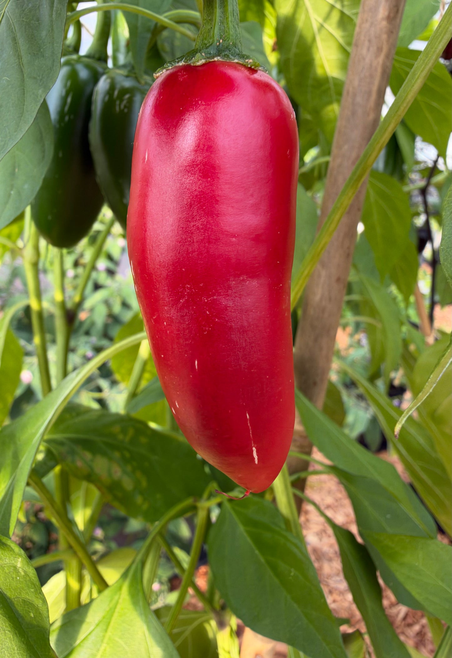 Jalapeño Farmers Market