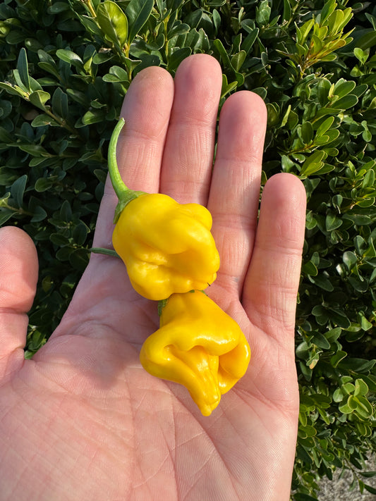 Aji Fantasy *demnächst verfügbar*