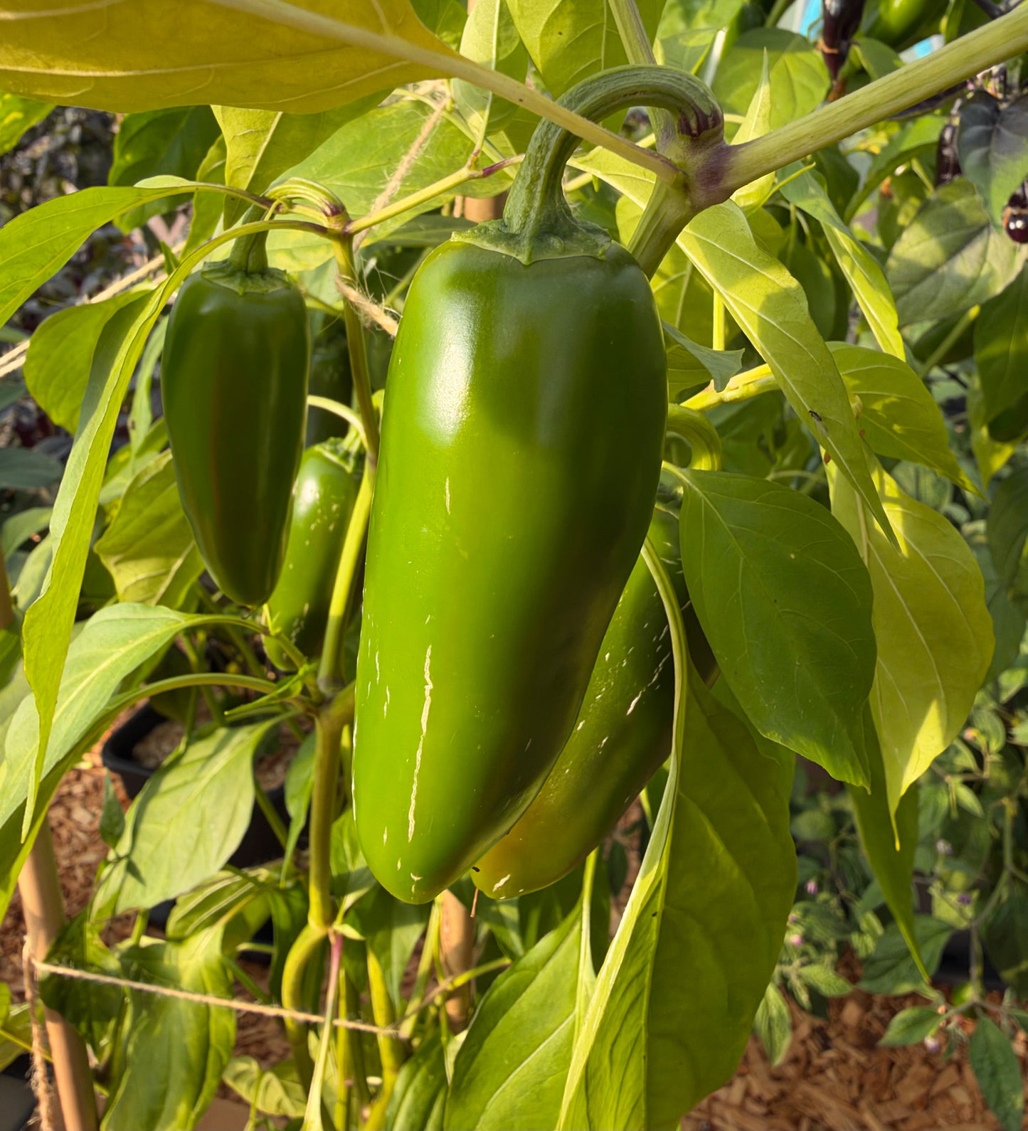 Jalapeño Farmers Market