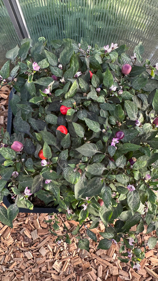 Filius Blue *isoliert* 2025