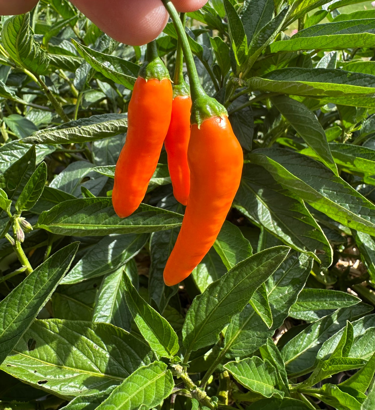 Aji Little Finger Orange