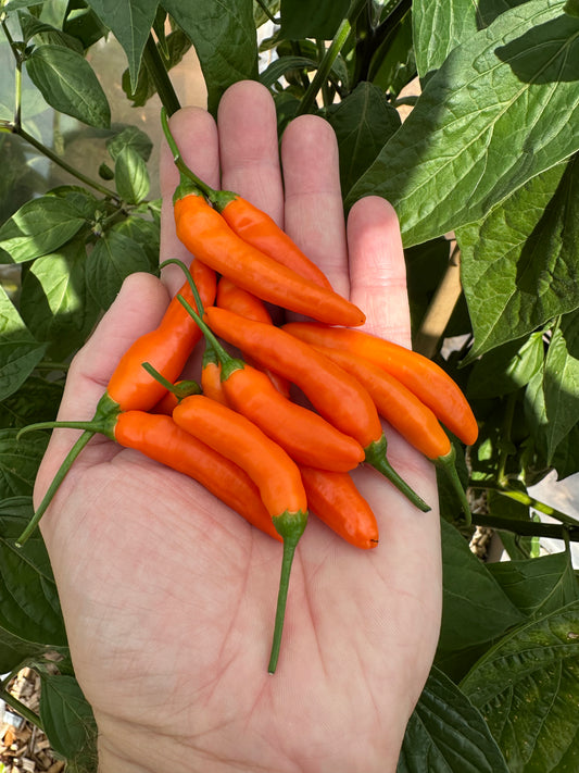 Aji Little Finger Orange