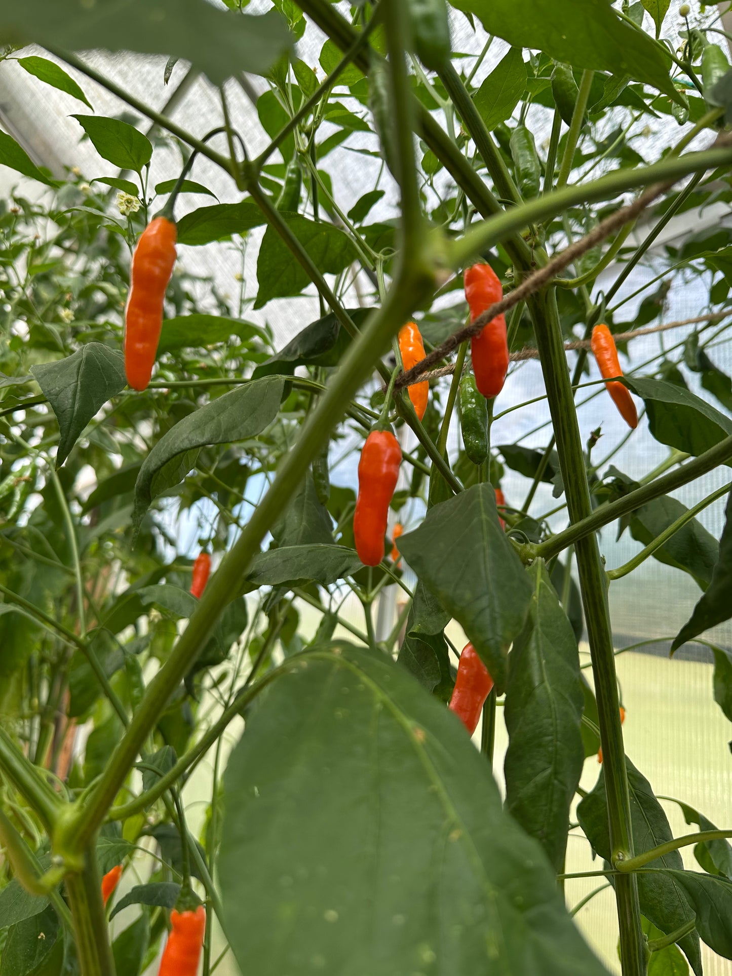 Aji Little Finger Orange