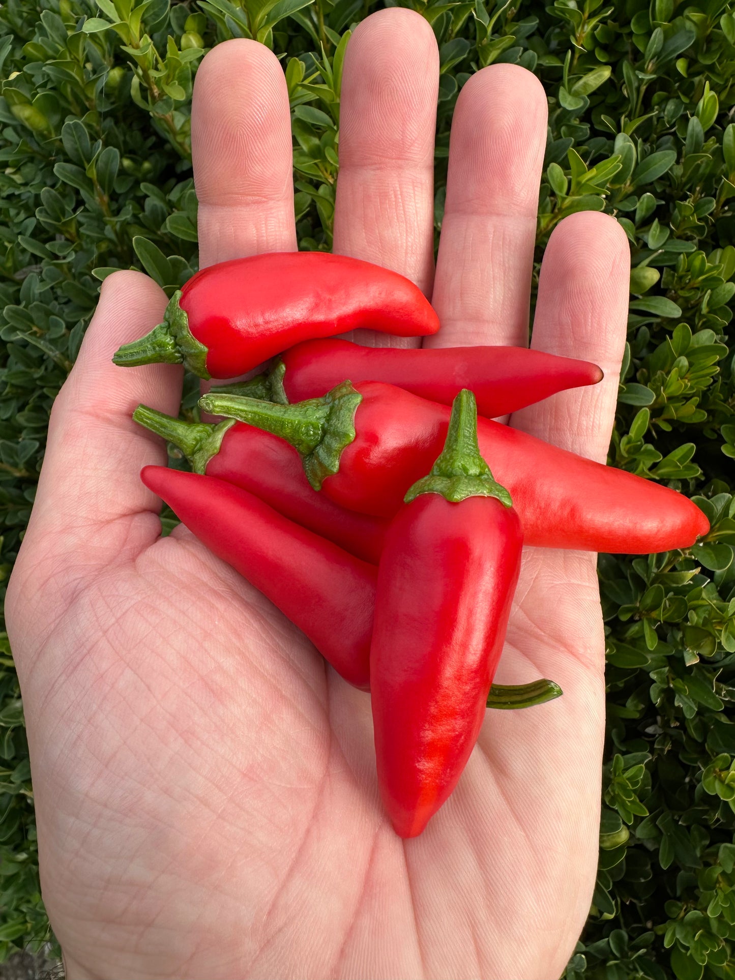 Fish Pepper