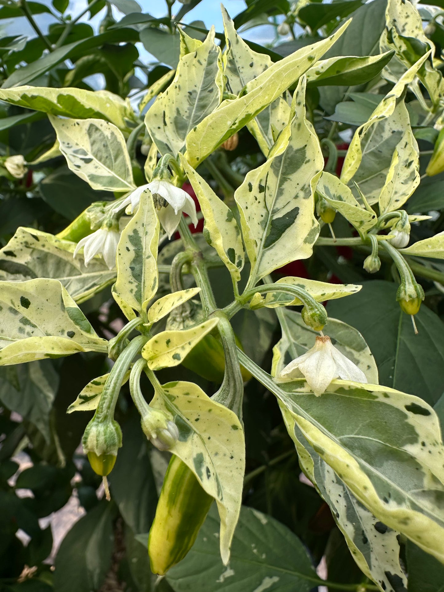 Fish Pepper
