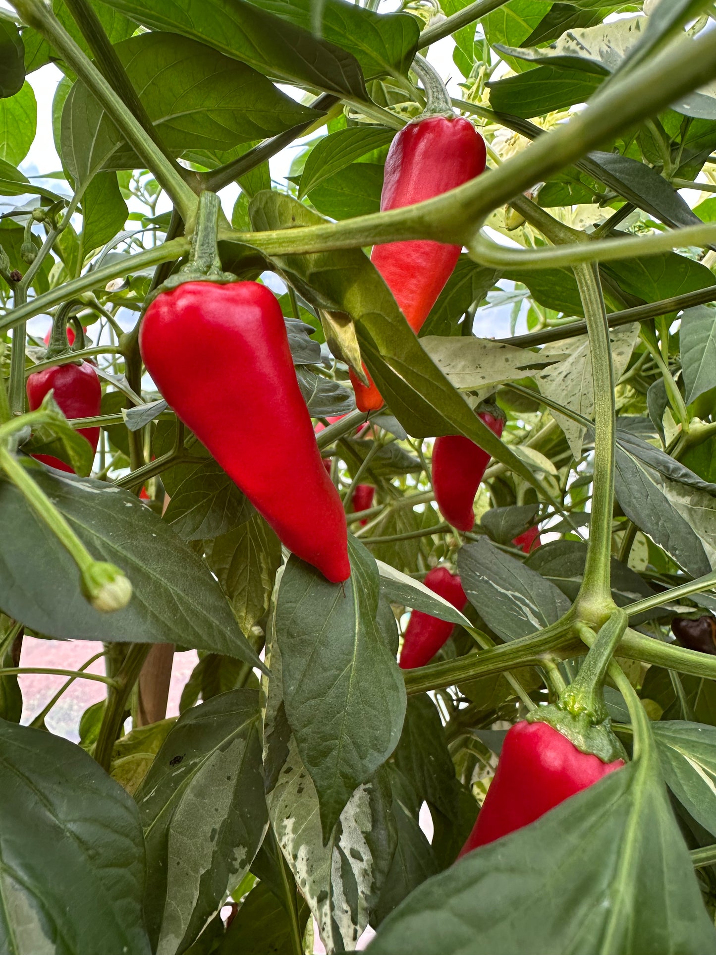 Fish Pepper