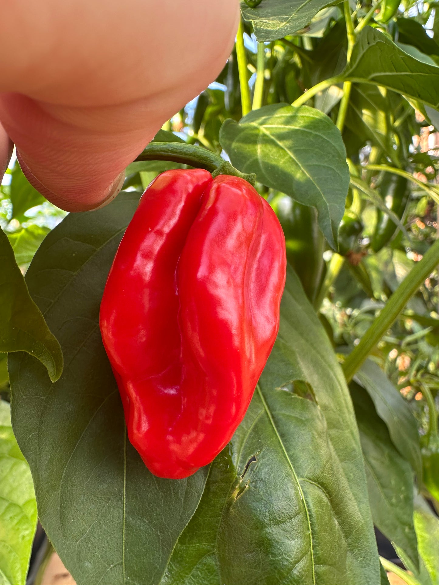 Habanero Francisca