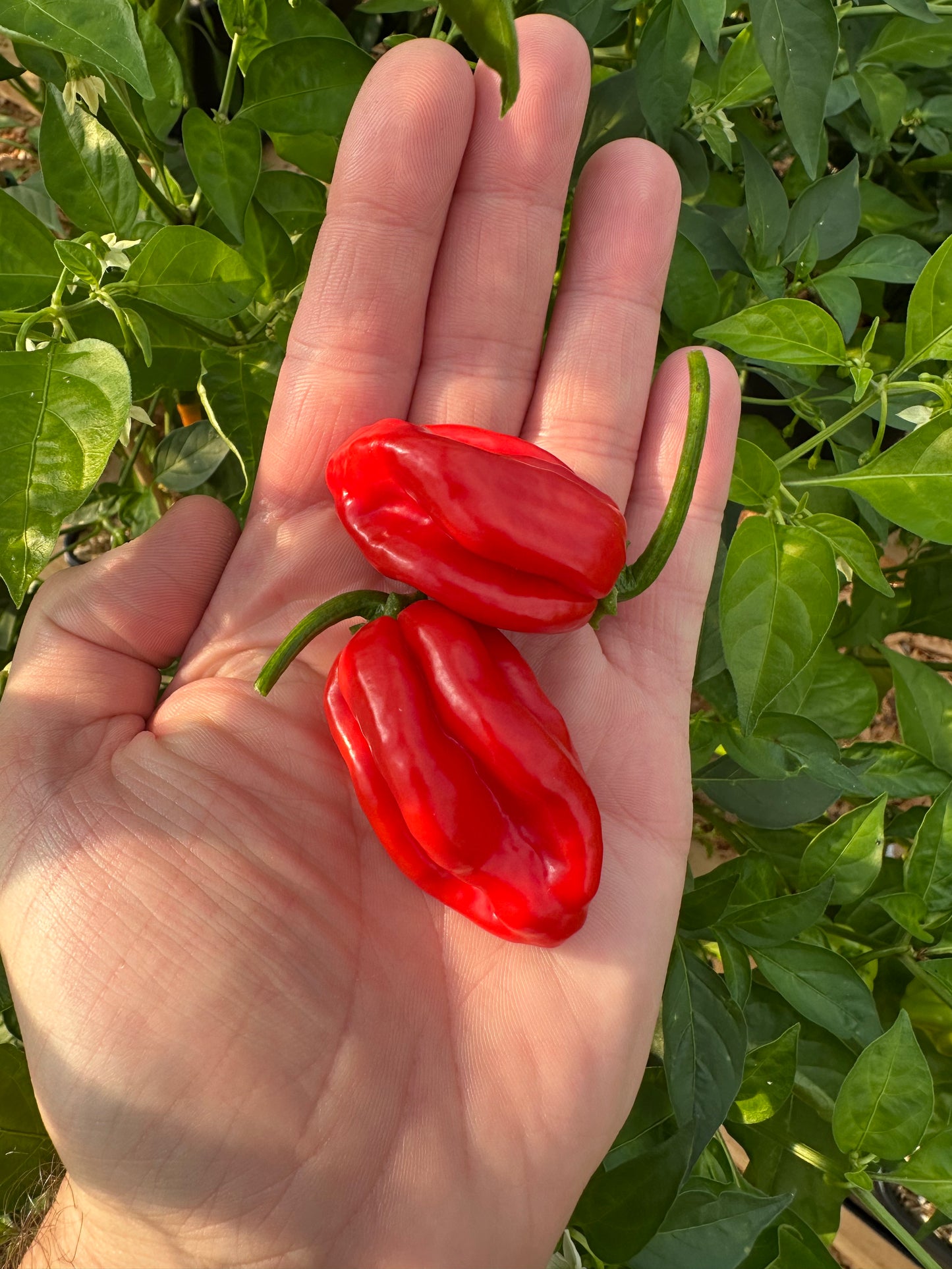Habanero Francisca