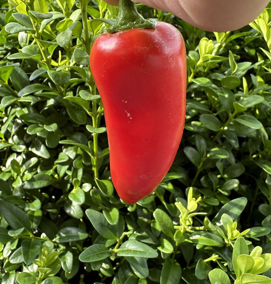 Giant Jalapeño