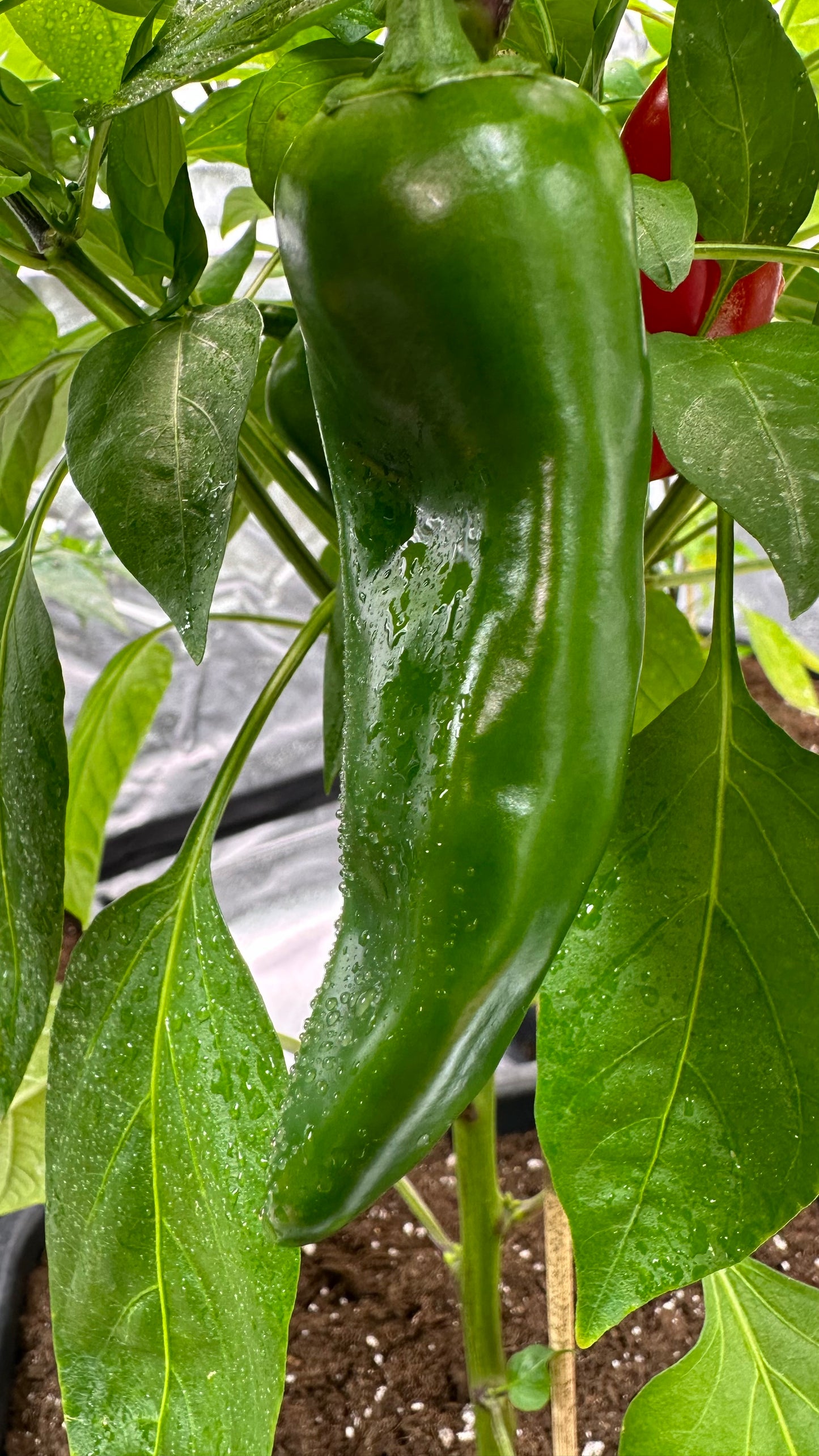 Giant Jalapeño