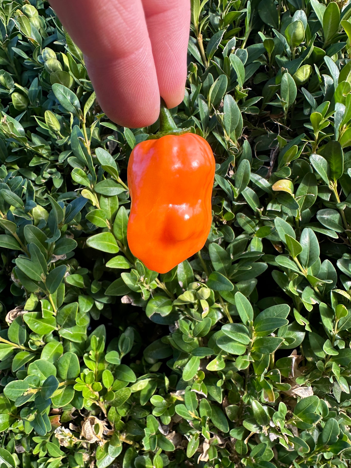 Habanero Calita