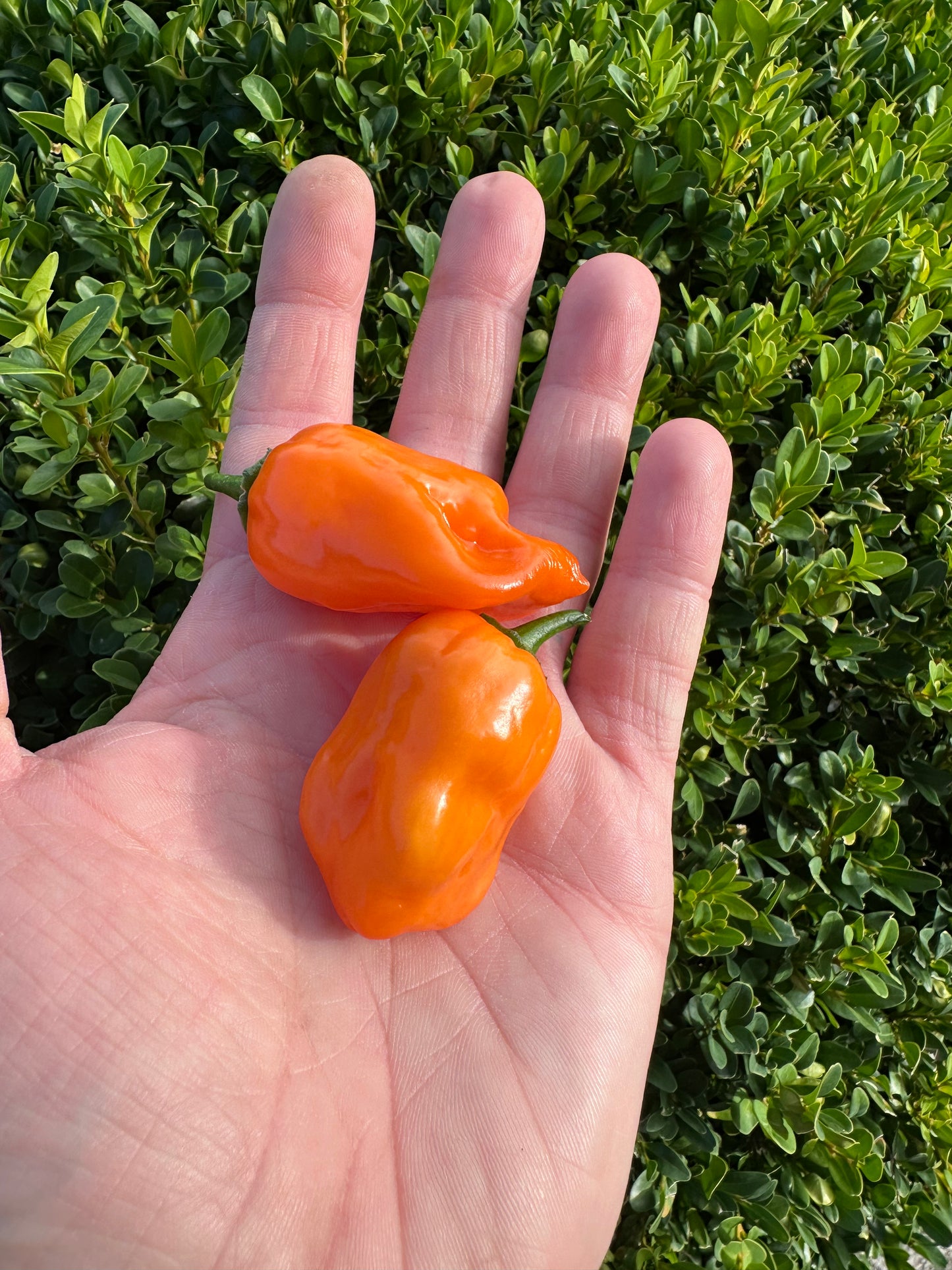Habanero Calita