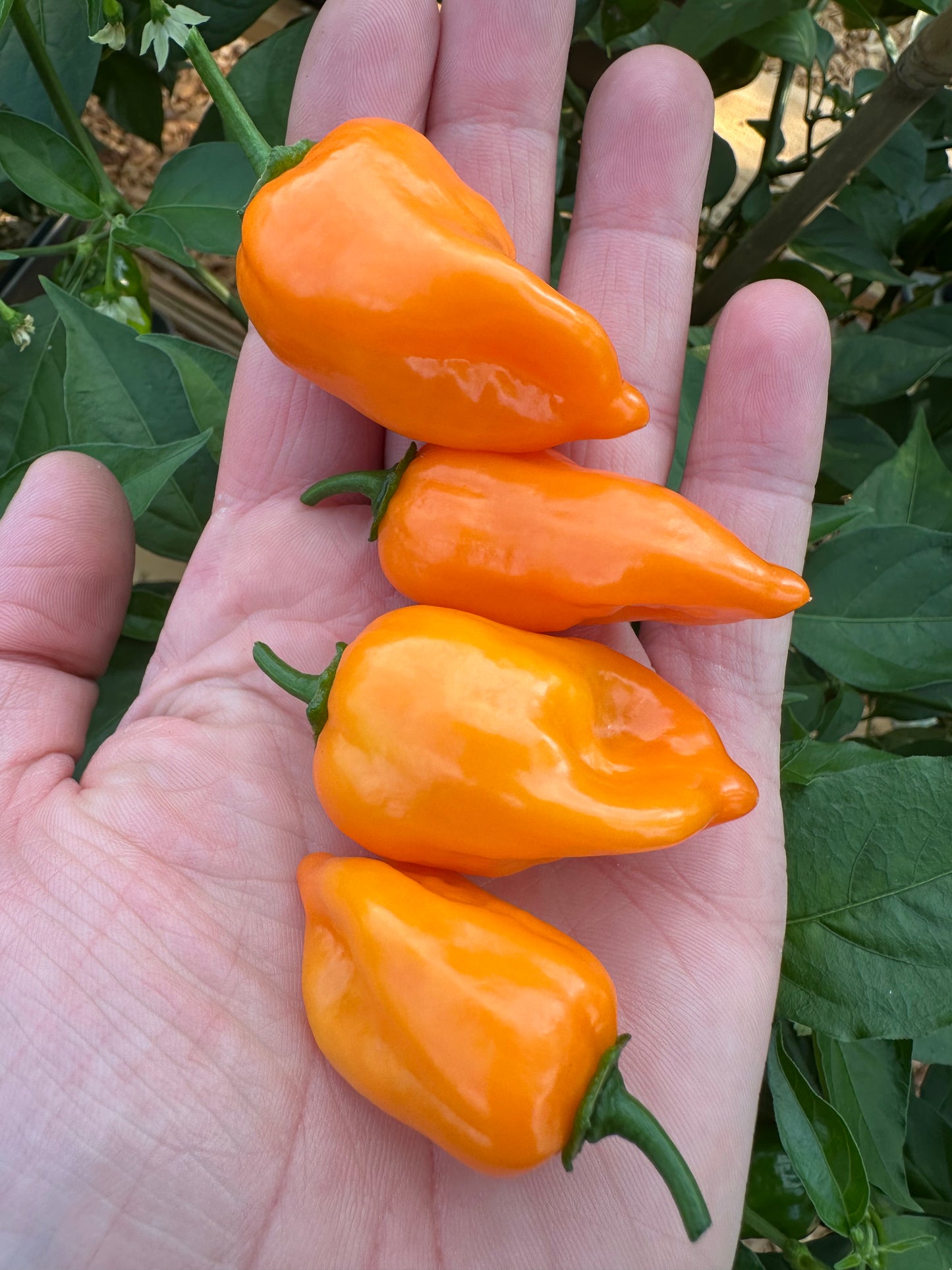 Habanero Calita