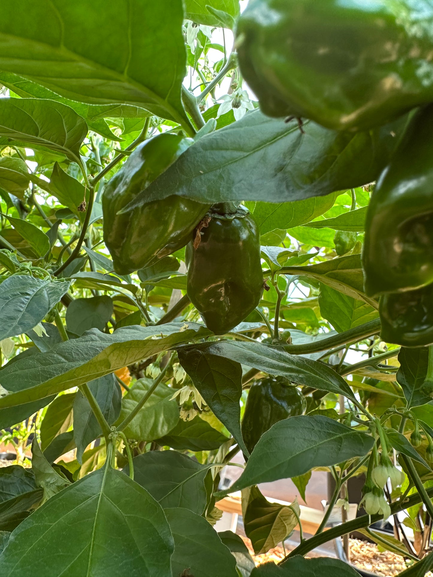 Habanero Calita