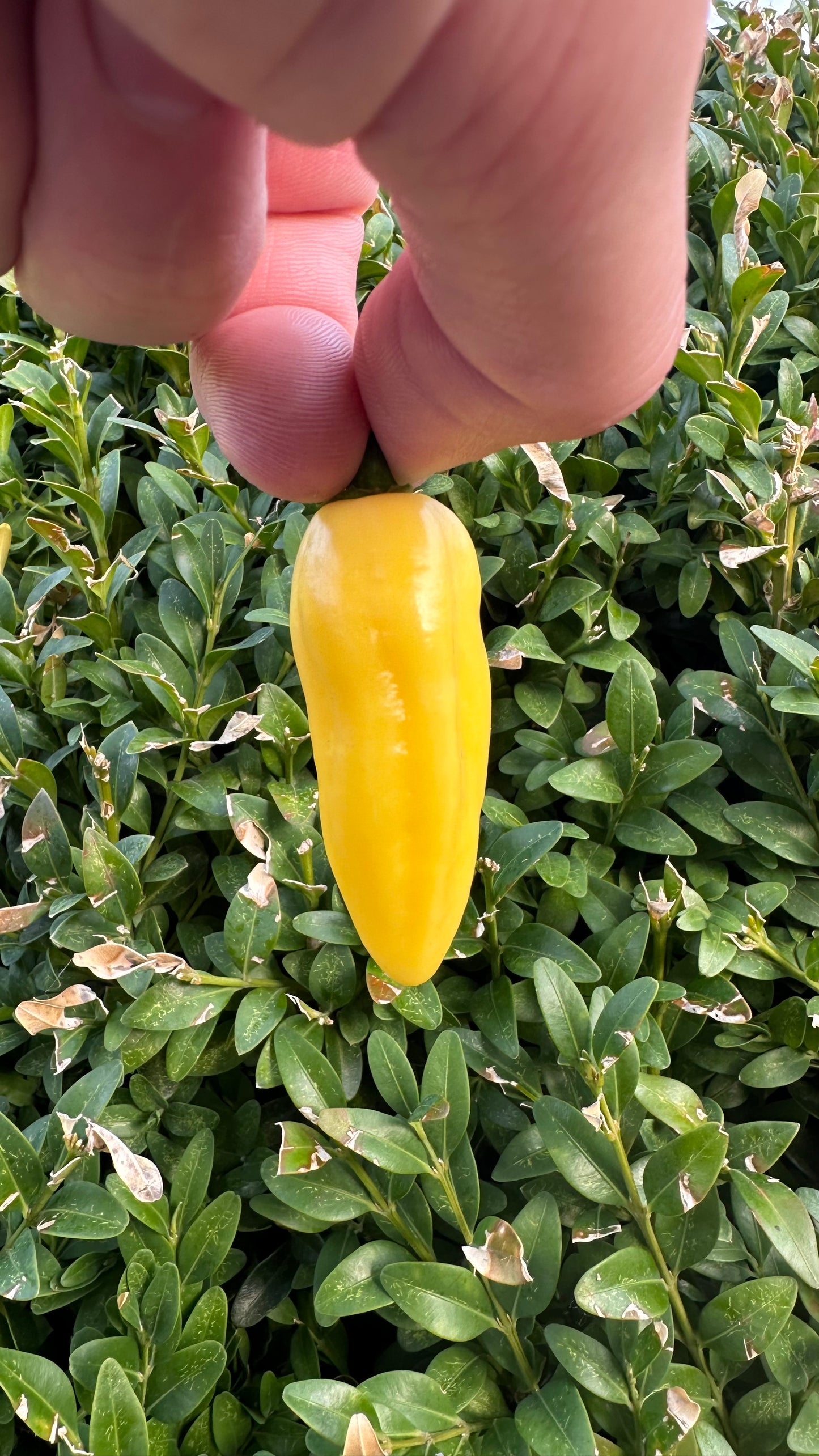 Habanero Bianco 2025