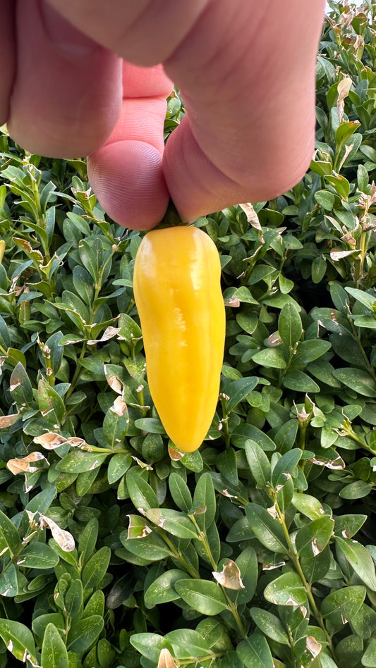 Habanero Bianco 2025