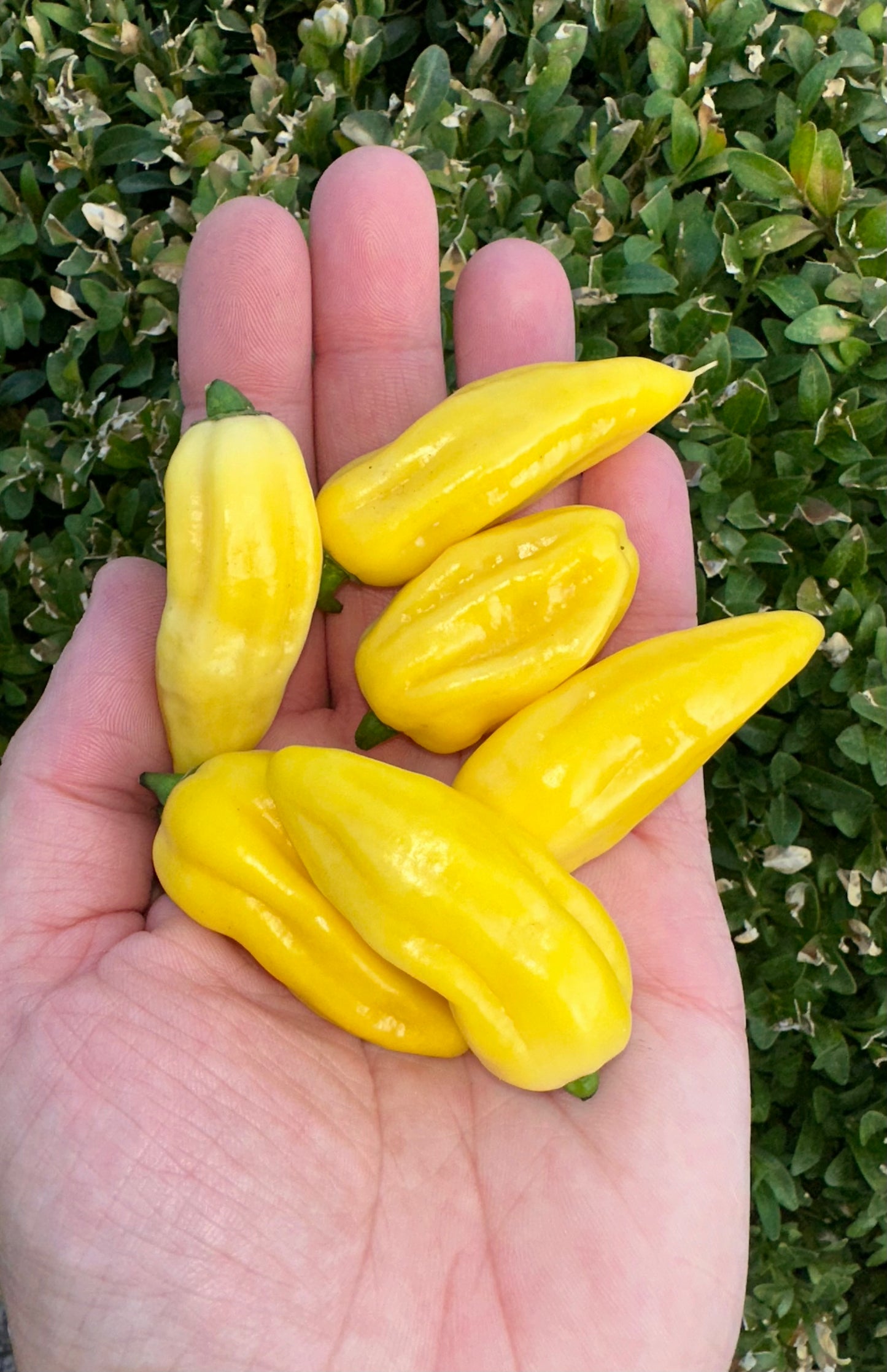 Habanero Bianco 2025