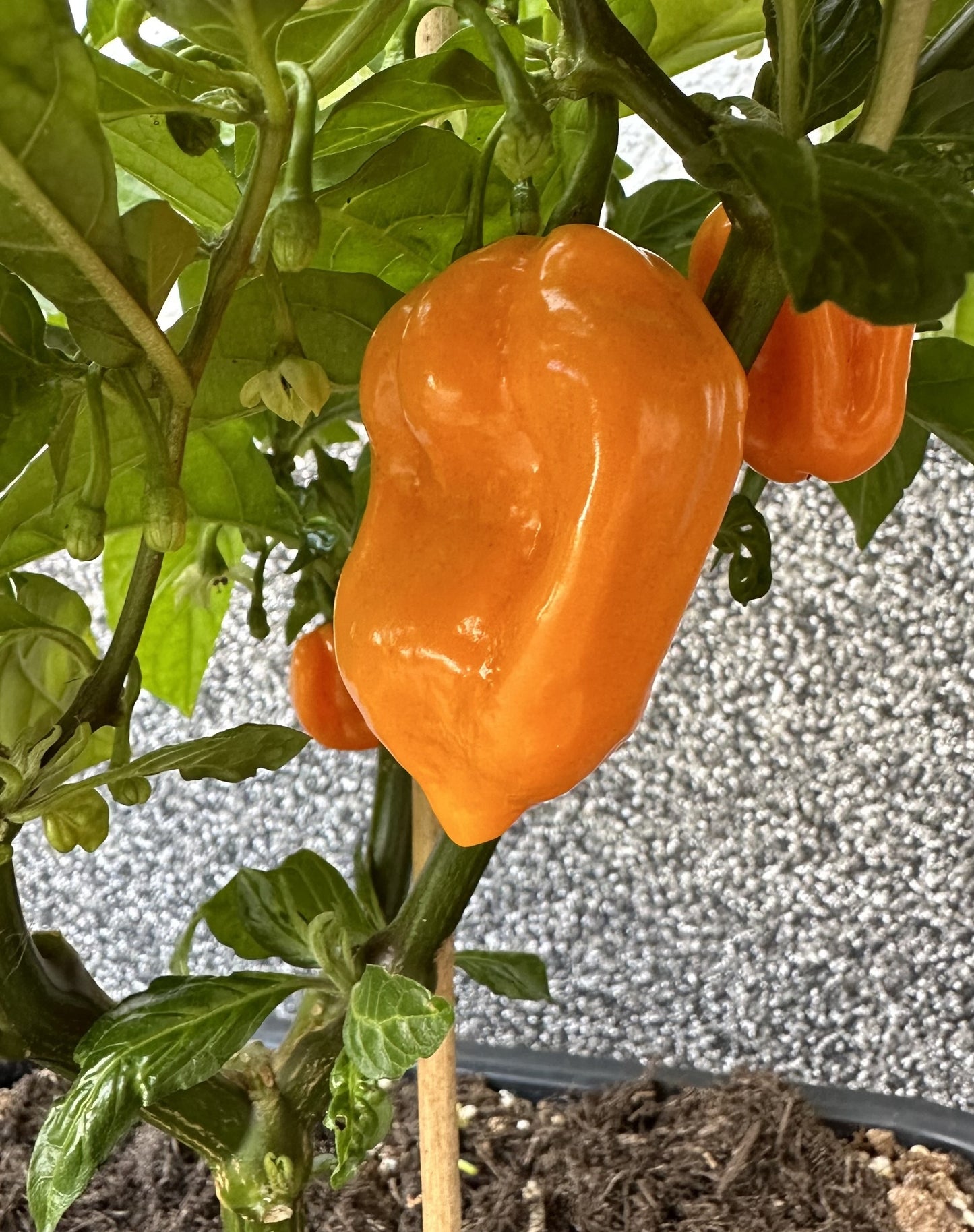 Habanero Big Sun