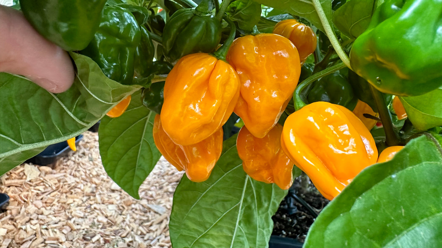 Habanero Big Sun