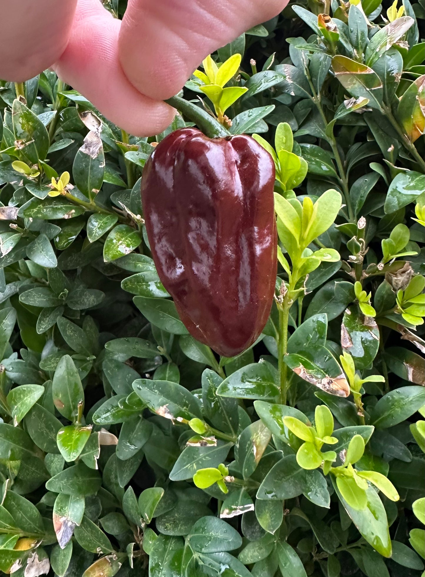 Habanero Chocolate 2025