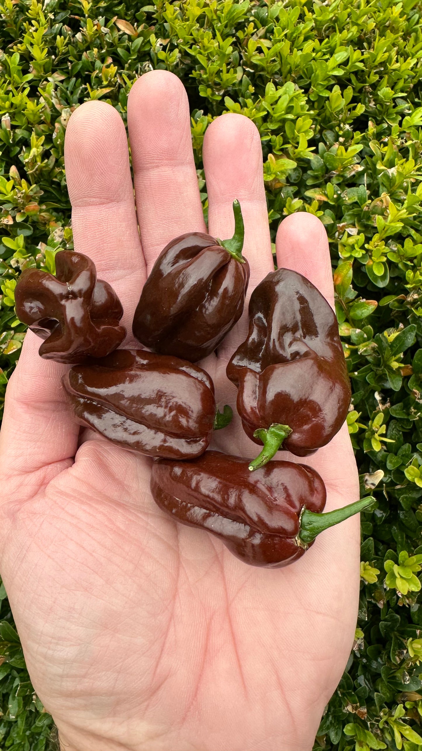 Habanero Chocolate 2025
