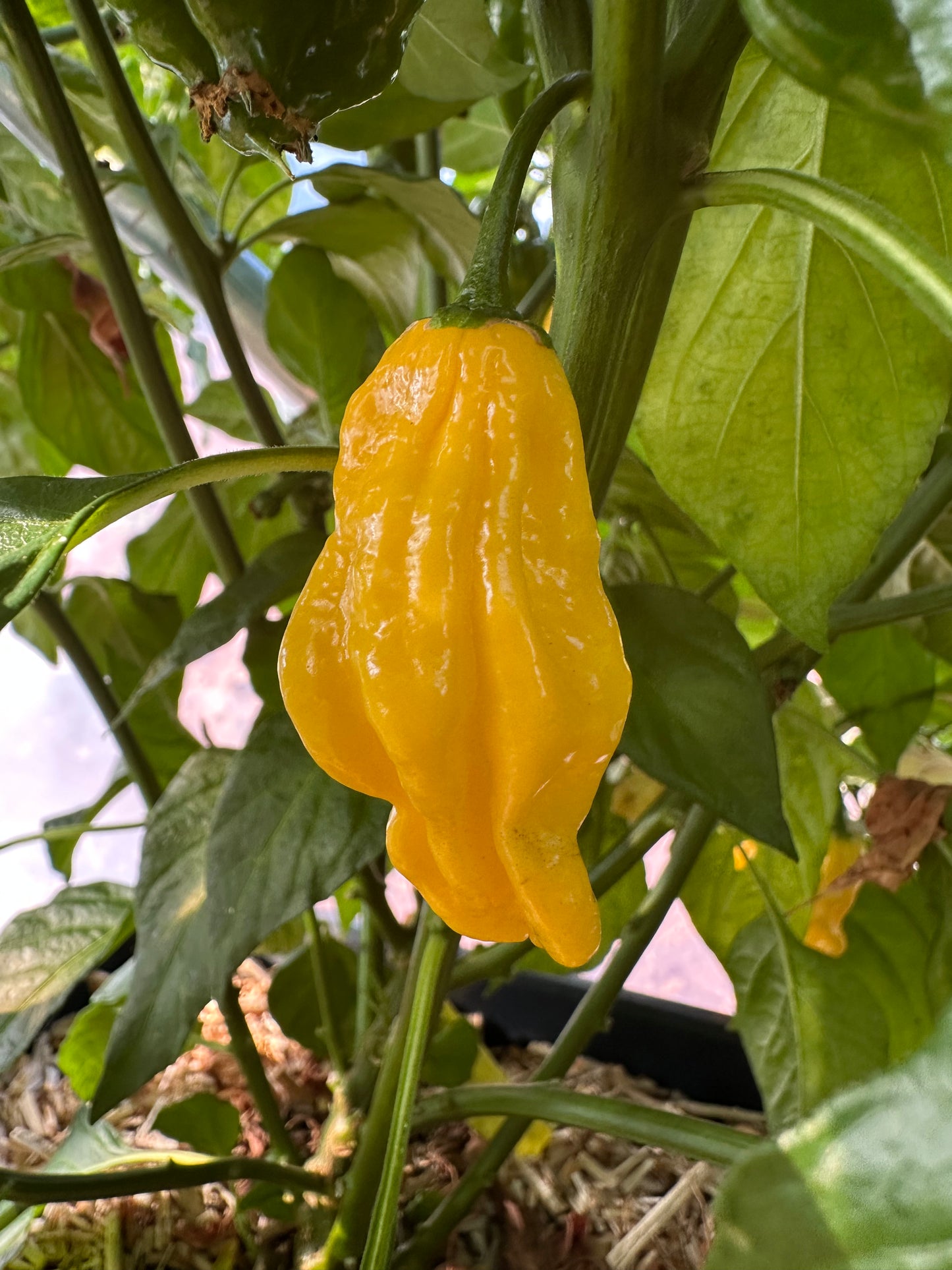 Habanero Hot Lemon