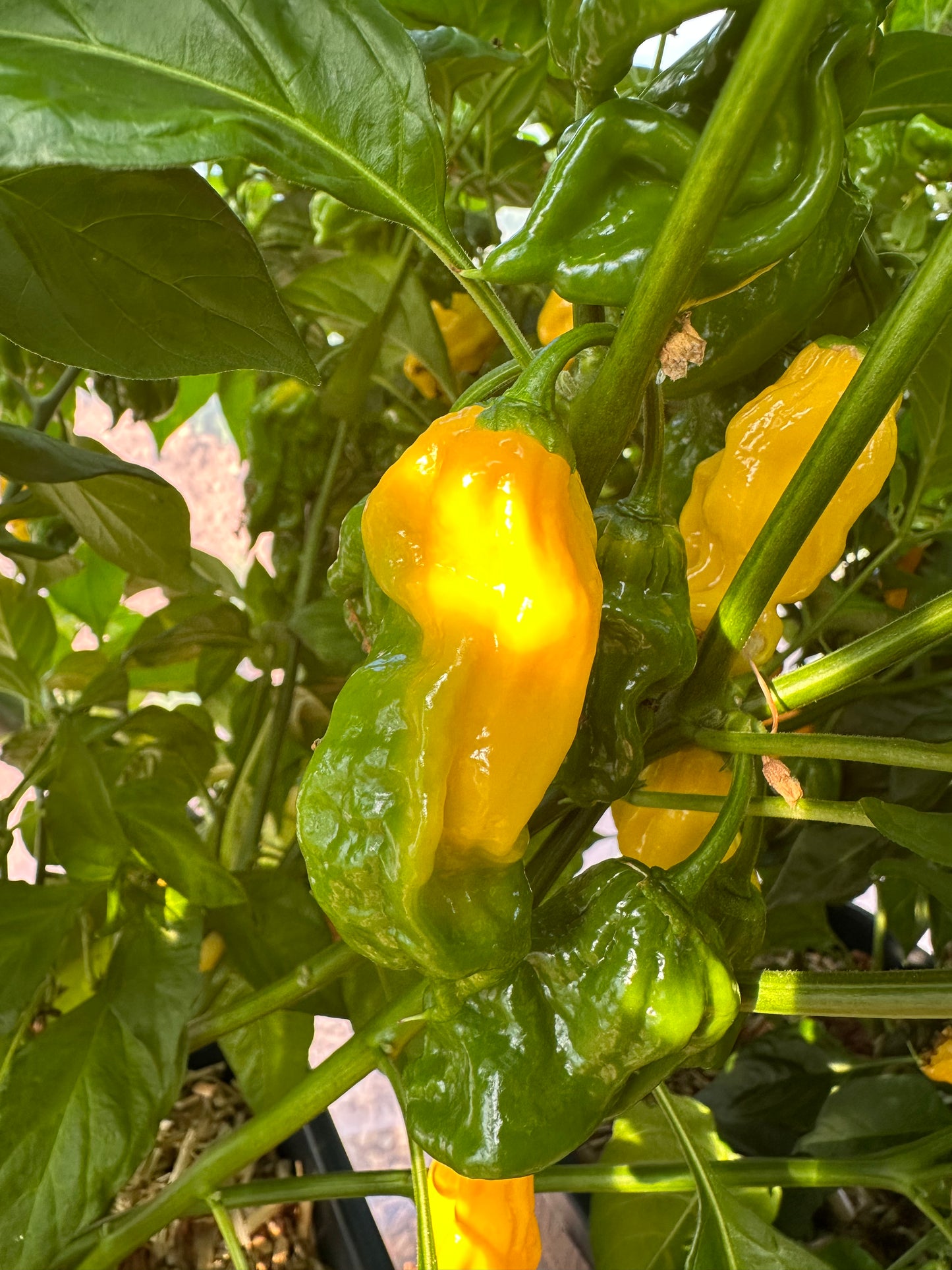 Habanero Hot Lemon