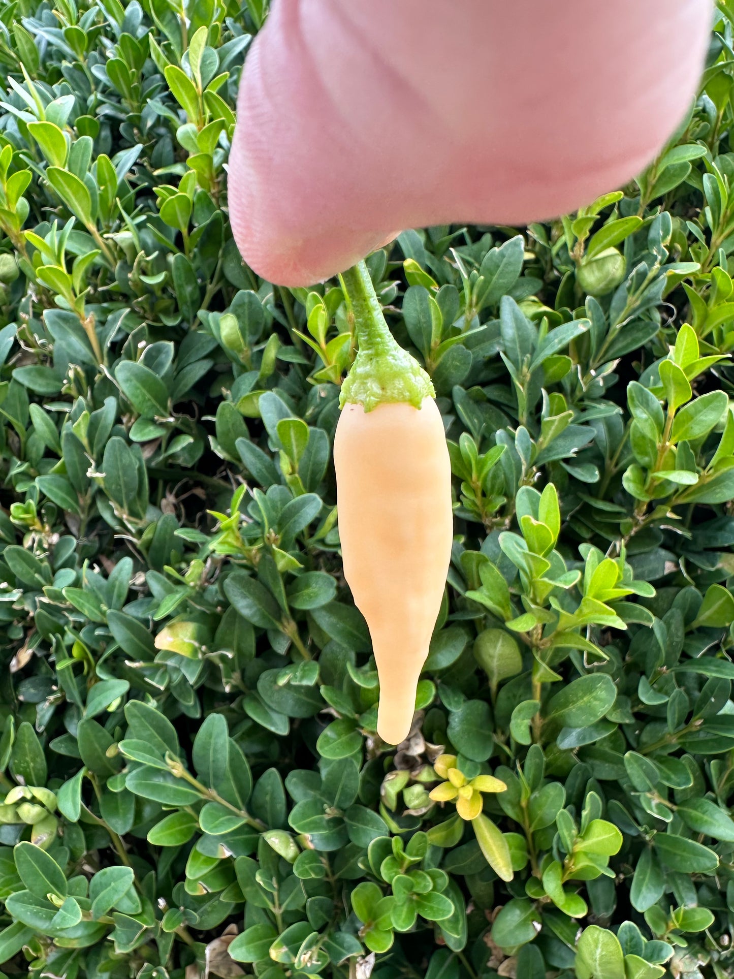 Inca Peach Drop
