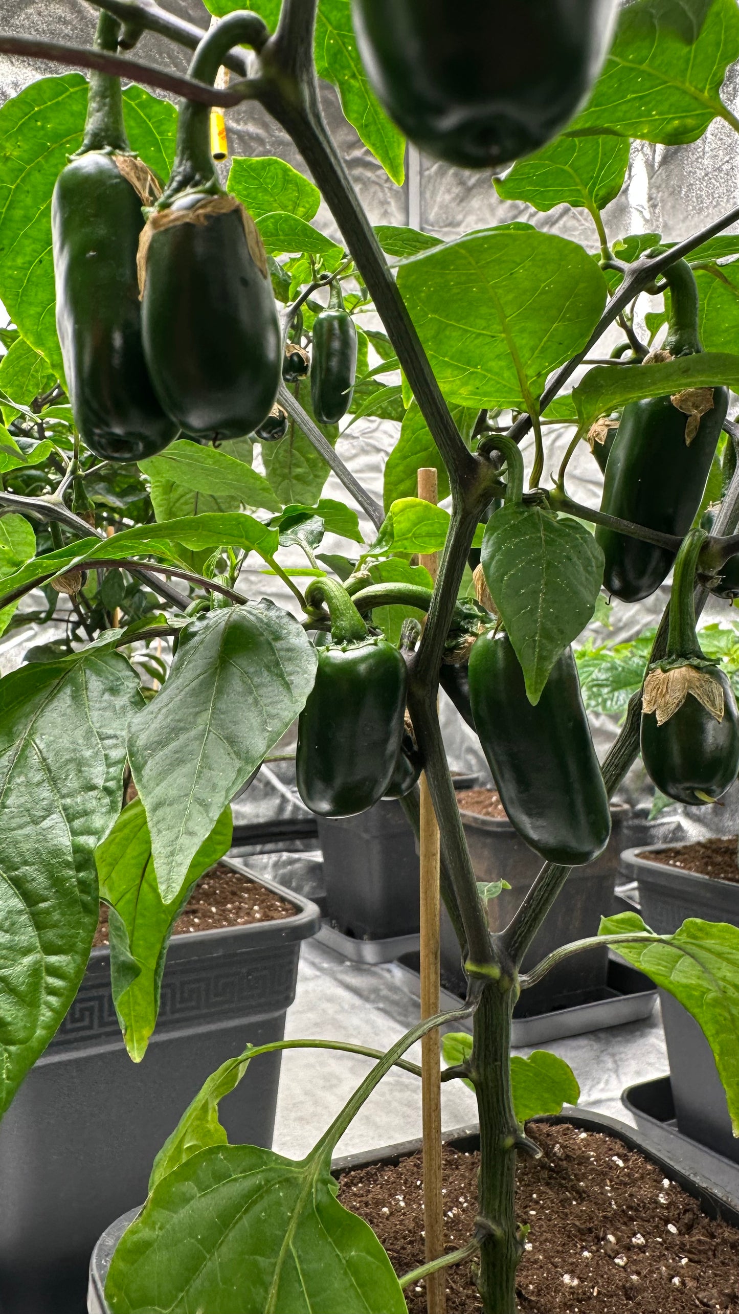 Jalapeño Leon *isoliert* 2025